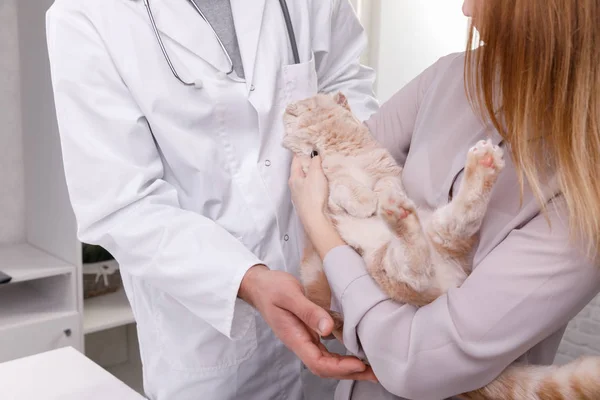 Beautiful Cat Veterinary Clinic Doctor Holding Cuddling Pet Care Concept — Stock Photo, Image