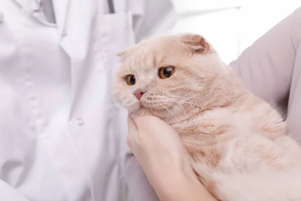 Veterinární lékař doktor s kočkou v Veterinární klinika. Prostor pro text — Stock fotografie