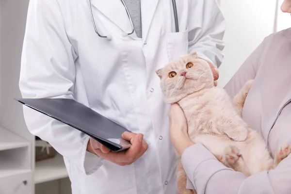 Veterinarian doc with cat in animal clinic. Space for text — Stock Photo, Image