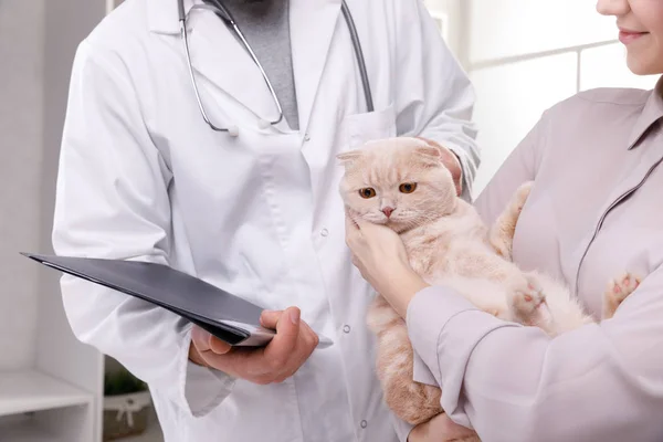 Krásná Kočka Veterinární Klinice Lékař Drží Věcičku Koncept Péče Domácí — Stock fotografie