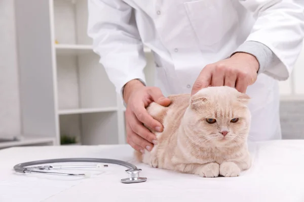 Veterinární lékař doktor s kočkou v Veterinární klinika. Prostor pro text — Stock fotografie