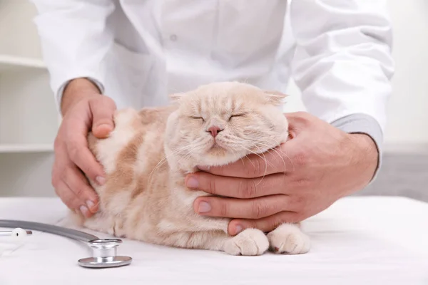 Κτηνίατρος Ντοκ με γάτα σε κλινική ζώων. Χώρο για το κείμενο — Φωτογραφία Αρχείου