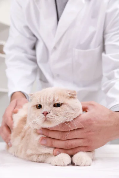 Médico veterinário com gato na clínica animal. Espaço para texto — Fotografia de Stock