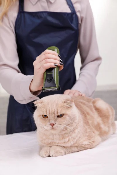 Master of grooming haircut makes gray cat on the table for grooming on a white background — Stock Photo, Image