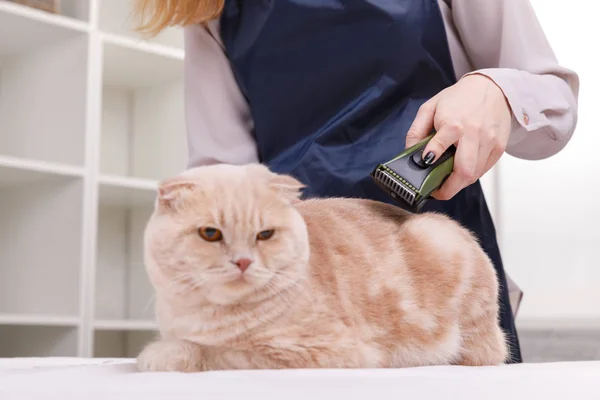 Master of grooming haircut makes gray cat on the table for grooming on a white background — Stock Photo, Image