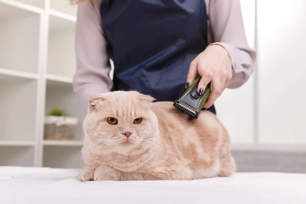 Master of grooming haircut makes gray cat on the table for grooming on a white background — Stock Photo, Image