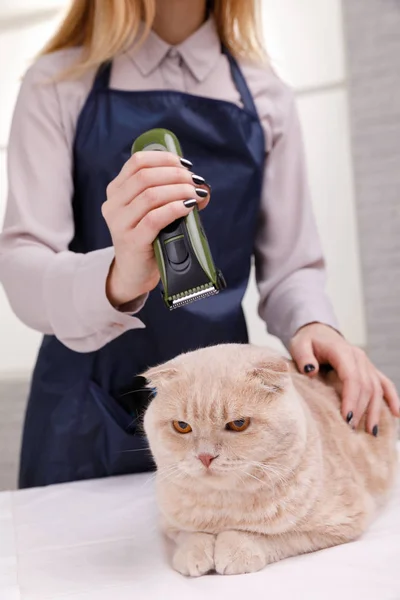 Master of grooming haircut makes gray cat on the table for grooming on a white background — Stock Photo, Image