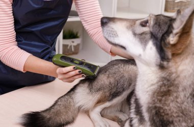 Master saç kesimi damat beyaz bir arka plan üzerinde damat için masada gri köpek yapar