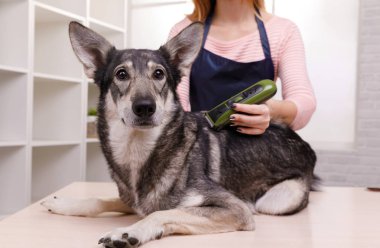 Master saç kesimi damat beyaz bir arka plan üzerinde damat için masada gri köpek yapar