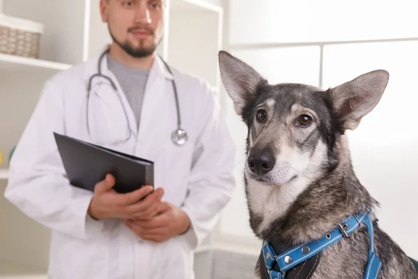 Visão Cortada Veterinário Branco Coat Medicine Animal Estimação Animais Cuidados — Fotografia de Stock