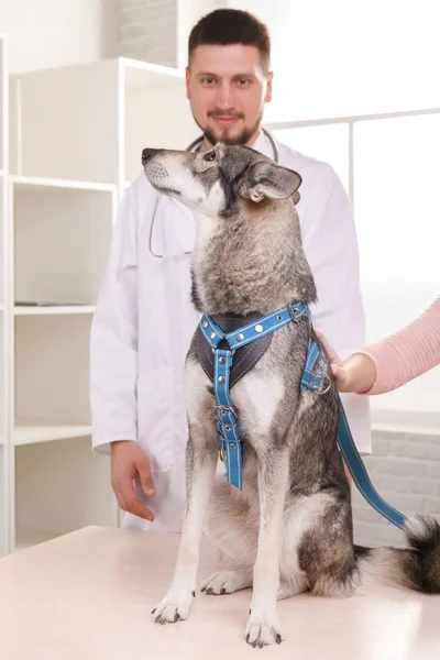 cropped view of veterinarian in white coat.medicine, pet, animals, health care and people concept - happy veterinarian or doctor with dog at vet clinic