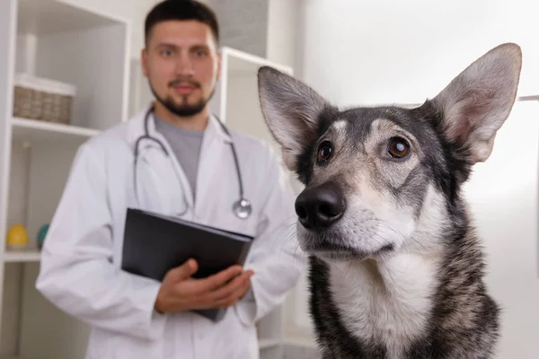 cropped view of veterinarian in white coat.medicine, pet, animals, health care and people concept - happy veterinarian or doctor with dog at vet clinic