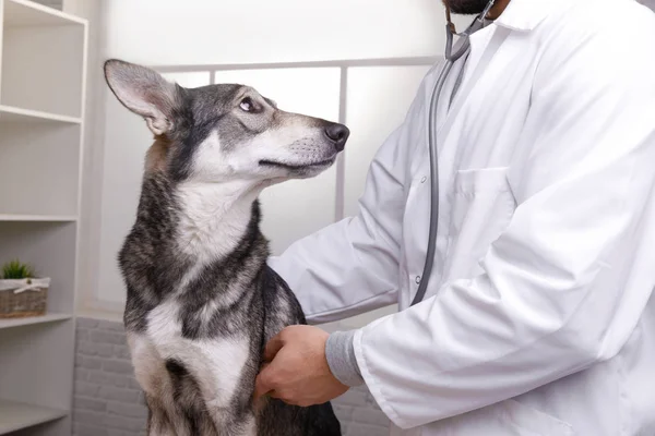 Closeup tiro de cão de verificação veterinário por estetoscópio na clínica veterinária — Fotografia de Stock