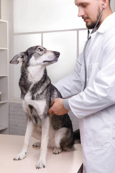 Joven Veterinario Examinando Perro Por Estetoscopio Clínica Mascotas — Foto de Stock