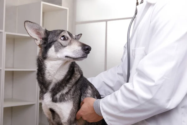 Closeup tiro de cão de verificação veterinário por estetoscópio na clínica veterinária — Fotografia de Stock