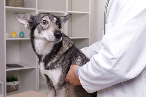 Closeup tiro de cão de verificação veterinário por estetoscópio na clínica veterinária — Fotografia de Stock