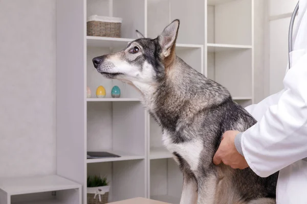 Veterinário profissional examinando grande cão cinza na clínica . — Fotografia de Stock