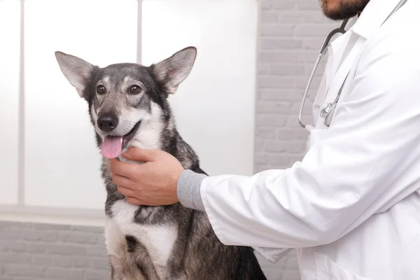 Closeup tiro de cão de verificação veterinário por estetoscópio na clínica veterinária — Fotografia de Stock