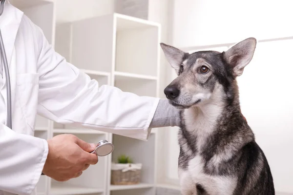 Closeup tiro de cão de verificação veterinário por estetoscópio na clínica veterinária — Fotografia de Stock