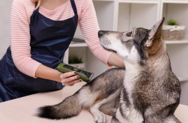 O mestre do corte de cabelo da preparação faz o cão cinzento na tabela para grooming em um fundo branco — Fotografia de Stock