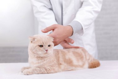 veteriner de resepsiyonda kedi