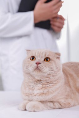 veteriner de resepsiyonda kedi