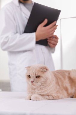 veteriner de resepsiyonda kedi