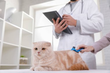 veteriner de resepsiyonda kedi