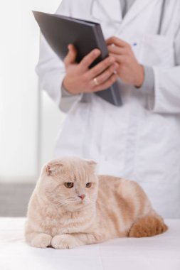 veteriner de resepsiyonda kedi