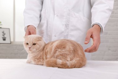 veteriner de resepsiyonda kedi