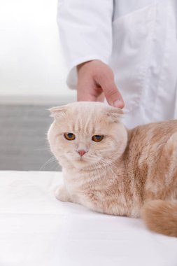 veteriner de resepsiyonda kedi