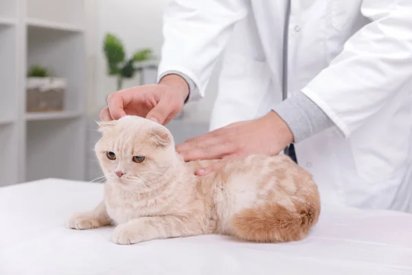 Kočka na recepci u veterináře — Stock fotografie