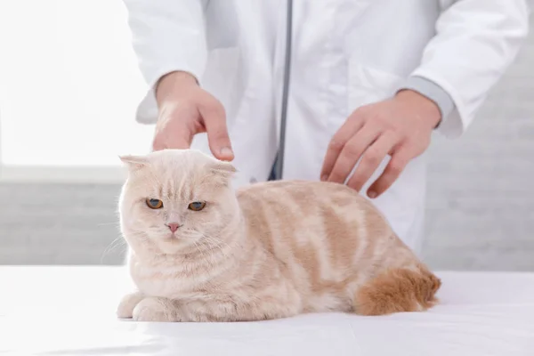 Кошка на приеме у ветеринара — стоковое фото