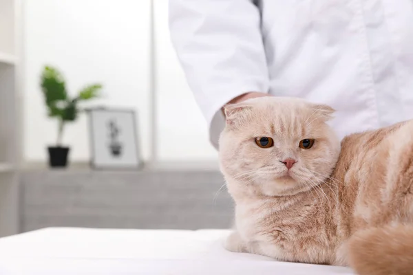 Cat at the reception at the vet — Stock Photo, Image