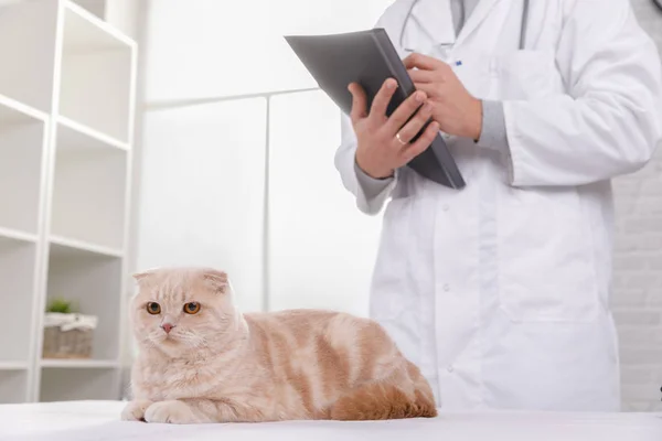 Gato en la recepción en el veterinario — Foto de Stock