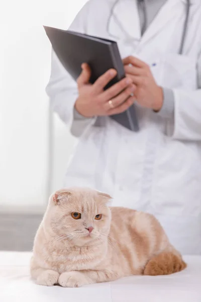 Gato na recepção no veterinário — Fotografia de Stock