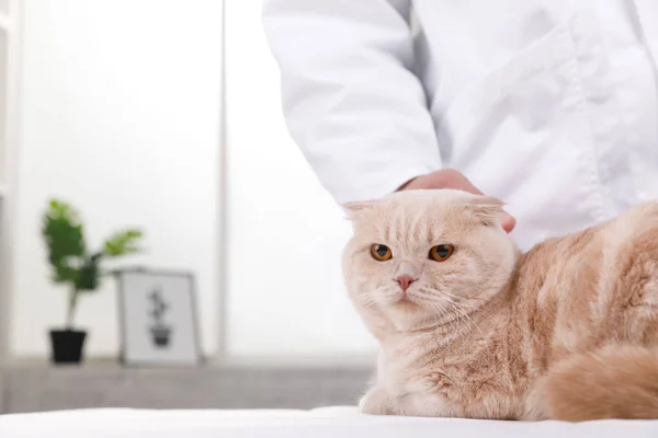 Kočka na recepci u veterináře — Stock fotografie