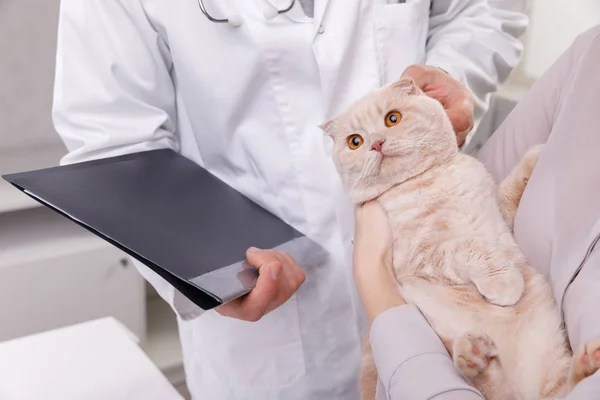 Söt katt på veterinär som har medicinsk behandling — Stockfoto