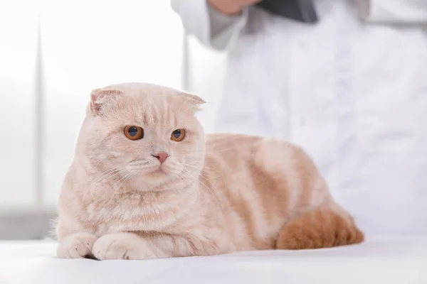 Gato bonito no veterinário que tem tratamento médico — Fotografia de Stock