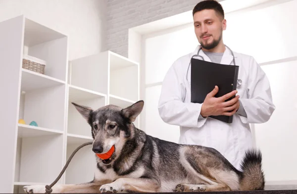 Medicina, animal de estimação, animais, saúde e conceito de pessoas — Fotografia de Stock