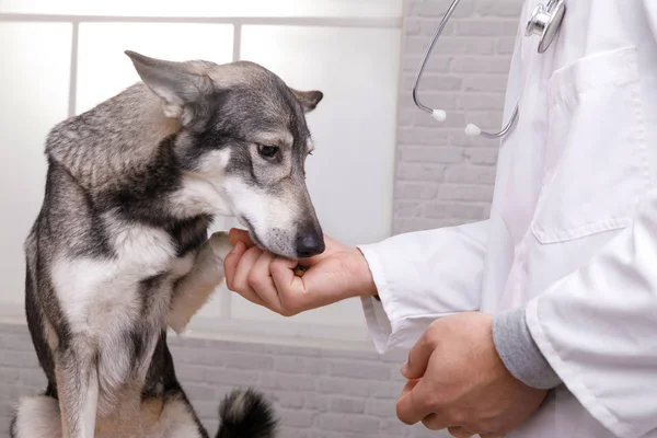 Medicina, animal de estimação, animais, saúde e conceito de pessoas — Fotografia de Stock