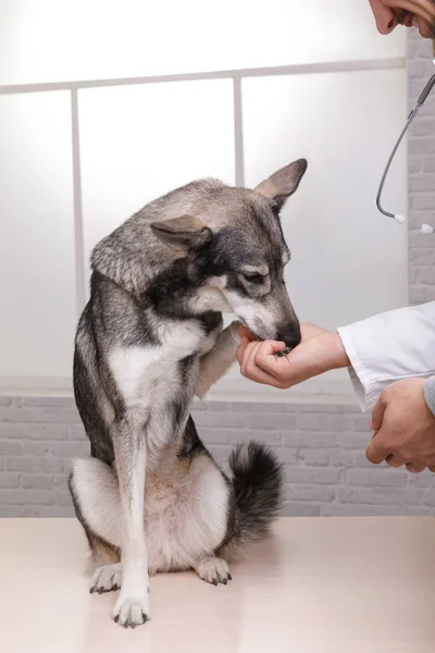 Medicina, mascotas, animales, cuidado de la salud y el concepto de personas —  Fotos de Stock