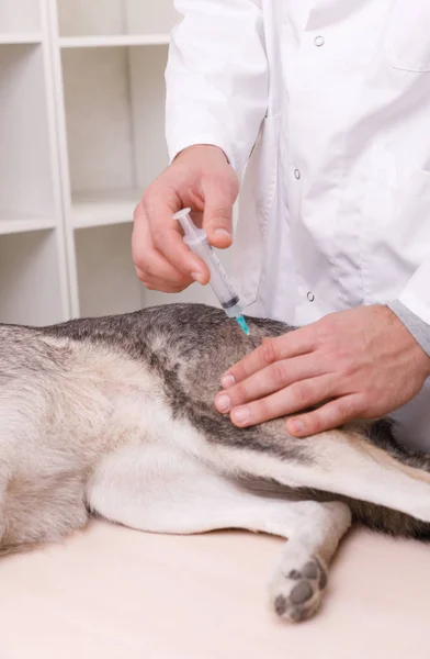 Vista de perto do veterinário faz uma injeção — Fotografia de Stock