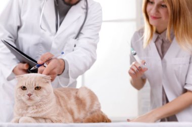 veteriner yakın görünümü bir enjeksiyon yapar