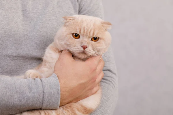 Young man holds cute cat in hands — Stock Photo, Image