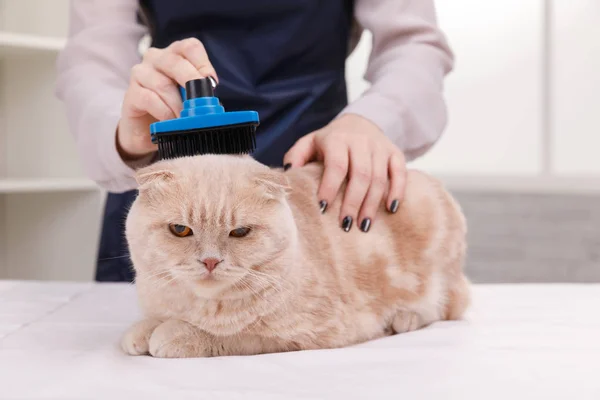 Master of grooming haircut makes gray cat on the table for grooming on a white background — Stock Photo, Image