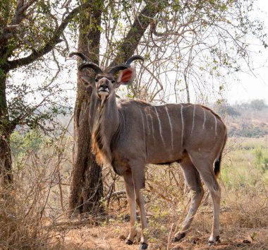 Güney Afrika'da bulunan büyük erkek Kudu antilopları