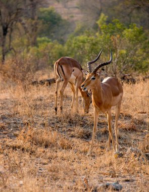 Birçok tür, Güney Afrika'da bulunan antilop biri
