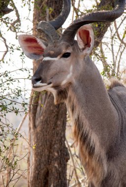 Güney Afrika'da bulunan büyük erkek Kudu antilopları