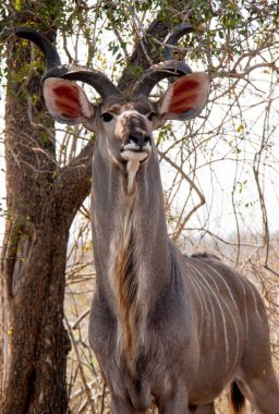 Güney Afrika'da bulunan büyük erkek Kudu antilopları